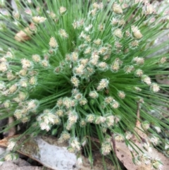 Centrolepis strigosa (Hairy Centrolepis) at Goulburn Mulwaree Council - 6 Nov 2022 by mcleana