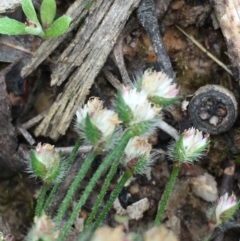 Centrolepis strigosa at Borough, NSW - 6 Nov 2022