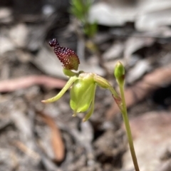 Caleana minor (Small Duck Orchid) at Vincentia, NSW - 5 Nov 2022 by AnneG1