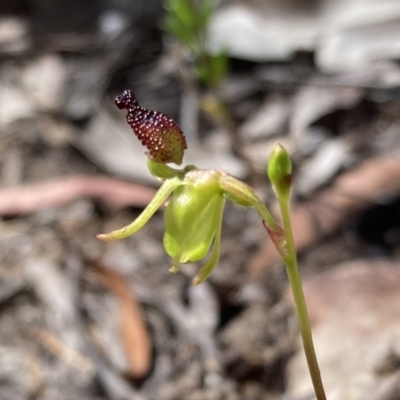 Caleana minor (Small Duck Orchid) at Jervis Bay National Park - 5 Nov 2022 by AnneG1