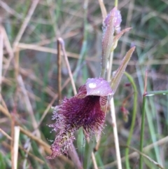 Calochilus platychilus (Purple Beard Orchid) at Borough, NSW - 5 Nov 2022 by mcleana