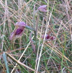 Calochilus platychilus at Borough, NSW - 6 Nov 2022