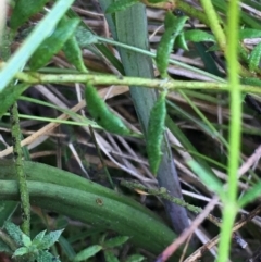 Calochilus platychilus at Borough, NSW - 6 Nov 2022