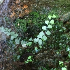 Asplenium flabellifolium (Necklace Fern) at Lower Boro, NSW - 5 Nov 2022 by mcleana