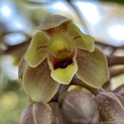 Cymbidium suave (Snake Orchid) at Wandandian, NSW - 7 Nov 2022 by AnneG1