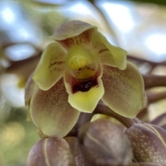 Cymbidium suave (Snake Orchid) at Jerrawangala National Park - 7 Nov 2022 by AnneG1