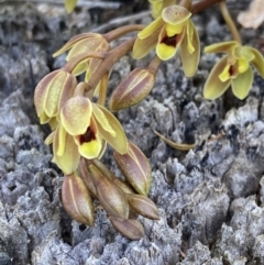 Cymbidium suave at Wandandian, NSW - 7 Nov 2022