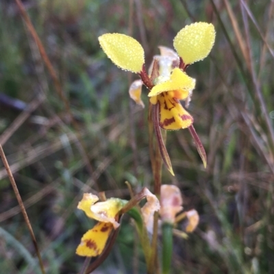 Diuris sulphurea (Tiger Orchid) at Borough, NSW - 6 Nov 2022 by mcleana