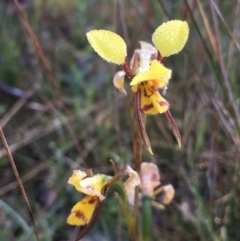 Diuris sulphurea (Tiger Orchid) at Borough, NSW - 5 Nov 2022 by mcleana