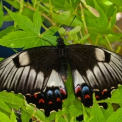 Papilio aegeus (Orchard Swallowtail, Large Citrus Butterfly) at Yarralumla, ACT - 7 Nov 2022 by rawshorty