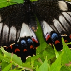 Papilio aegeus at Yarralumla, ACT - 7 Nov 2022