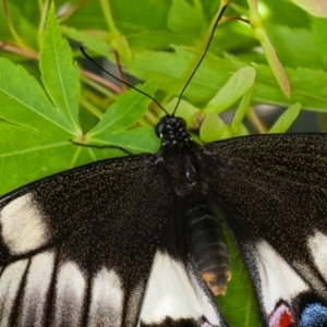 Papilio aegeus at Yarralumla, ACT - 7 Nov 2022