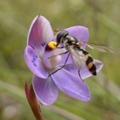 Melangyna sp. (genus) (Hover Fly) at Denman Prospect 2 Estate Deferred Area (Block 12) - 6 Nov 2022 by RobG1