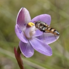 Melangyna sp. (genus) at Molonglo Valley, ACT - 6 Nov 2022