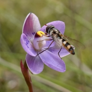 Melangyna sp. (genus) at Molonglo Valley, ACT - 6 Nov 2022