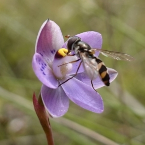 Melangyna sp. (genus) at Molonglo Valley, ACT - suppressed