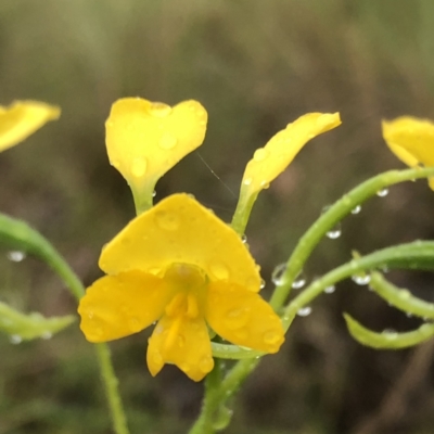 Diuris aequalis (Buttercup Doubletail) at Carwoola, NSW - 7 Nov 2022 by MeganDixon