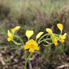 Diuris aequalis at suppressed - suppressed