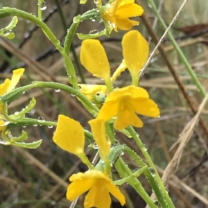 Diuris aequalis at suppressed - suppressed