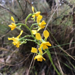 Diuris aequalis at suppressed - suppressed