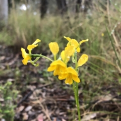 Diuris aequalis at suppressed - suppressed