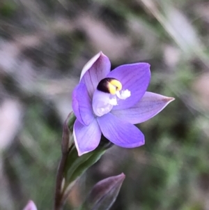 Thelymitra sp. (pauciflora complex) at Carwoola, NSW - suppressed