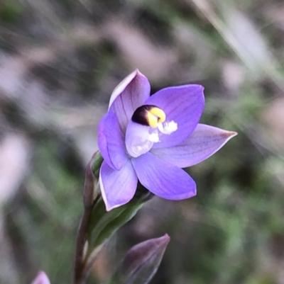 Thelymitra sp. (pauciflora complex) (Sun Orchid) at Cuumbeun Nature Reserve - 7 Nov 2022 by MeganDixon