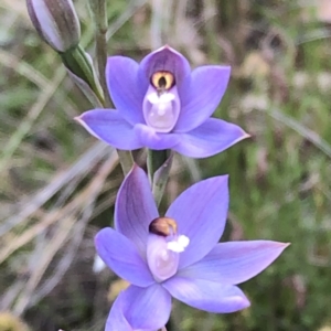 Thelymitra sp. (pauciflora complex) at Carwoola, NSW - suppressed