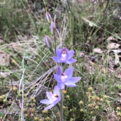 Thelymitra sp. (pauciflora complex) at Carwoola, NSW - suppressed