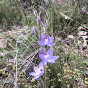 Thelymitra sp. (pauciflora complex) at Carwoola, NSW - suppressed