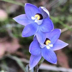 Thelymitra sp. (pauciflora complex) at Carwoola, NSW - 7 Nov 2022