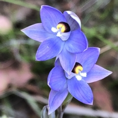 Thelymitra sp. (pauciflora complex) at Carwoola, NSW - suppressed