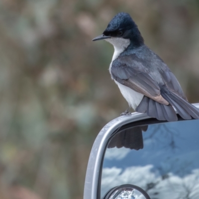 Myiagra inquieta (Restless Flycatcher) at Booth, ACT - 5 Nov 2022 by rawshorty