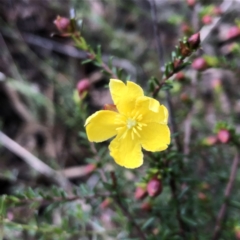 Hibbertia ericifolia (Hairy Guinea Flower) at QPRC LGA - 7 Nov 2022 by MeganDixon