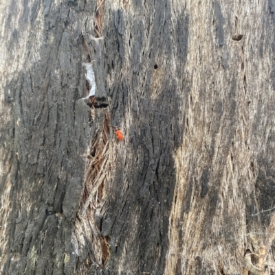 Lemodes coccinea (Scarlet ant beetle) at Block 402 - 6 Nov 2022 by teeniiee