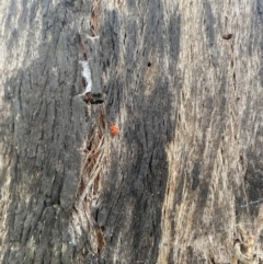 Lemodes coccinea (Scarlet ant beetle) at Bluetts Block Area - 6 Nov 2022 by teeniiee
