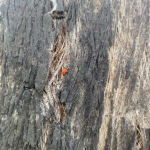 Lemodes coccinea at Molonglo Valley, ACT - 6 Nov 2022