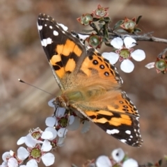 Vanessa kershawi (Australian Painted Lady) at Block 402 - 6 Nov 2022 by RobG1