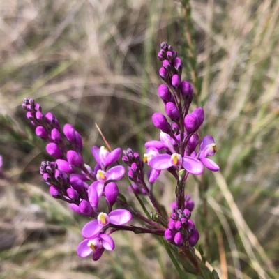 Comesperma ericinum (Heath Milkwort) at Cuumbeun Nature Reserve - 24 Oct 2022 by MeganDixon