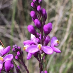 Comesperma ericinum at Carwoola, NSW - 25 Oct 2022