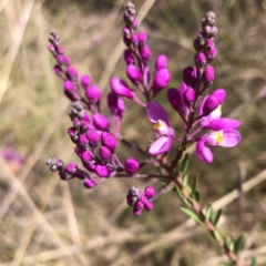 Comesperma ericinum at Carwoola, NSW - 25 Oct 2022