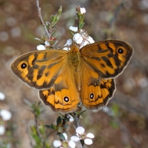 Heteronympha merope at Stromlo, ACT - 6 Nov 2022 03:08 PM