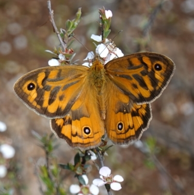 Heteronympha merope (Common Brown Butterfly) at Piney Ridge - 6 Nov 2022 by RobG1