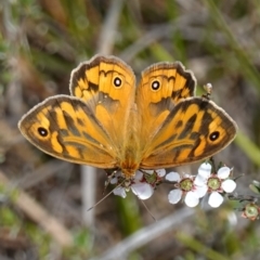 Heteronympha merope at Stromlo, ACT - 6 Nov 2022