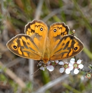 Heteronympha merope at Stromlo, ACT - 6 Nov 2022 03:08 PM