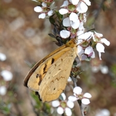 Heteronympha merope at Stromlo, ACT - 6 Nov 2022