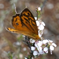 Heteronympha merope at Stromlo, ACT - 6 Nov 2022 03:08 PM