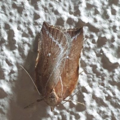 Arachnographa micrastrella (A concealer moth) at Turner, ACT - 5 Nov 2022 by LD12