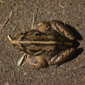 Limnodynastes peronii at Turner, ACT - 6 Nov 2022 10:28 PM