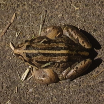 Limnodynastes peronii (Brown-striped Frog) at Sullivans Creek, Turner - 6 Nov 2022 by LD12